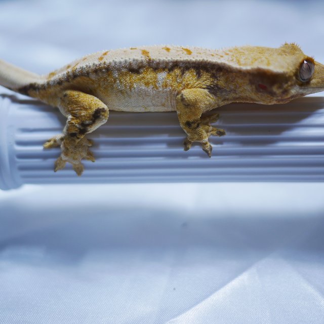 노멀 트라이 드리피