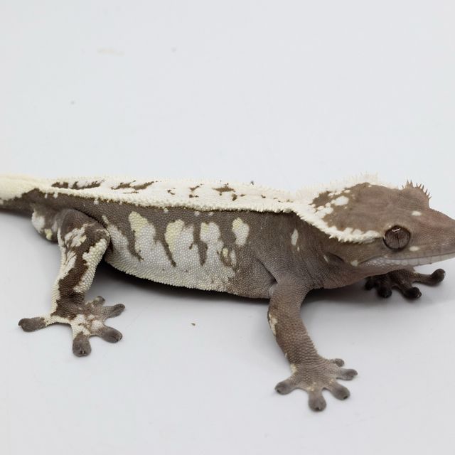 세이블