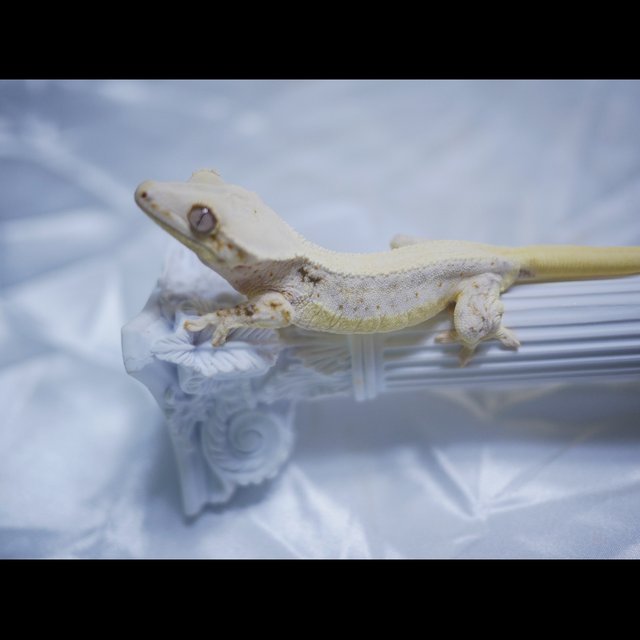 릴리화이트 릴리화이트 솔리드백 솔리드백 화이트 화이트