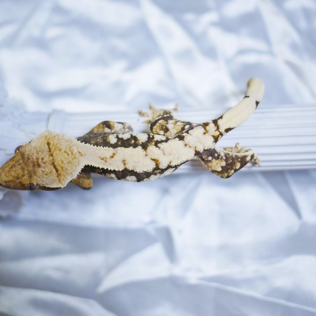 Drippy Extreme Harlequin