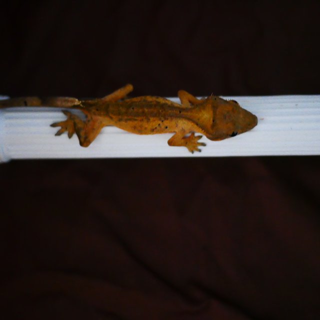 Brindle Phantom