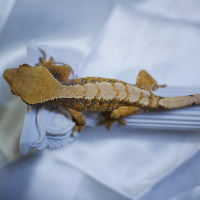 노멀 트라이 익스트림할리퀸