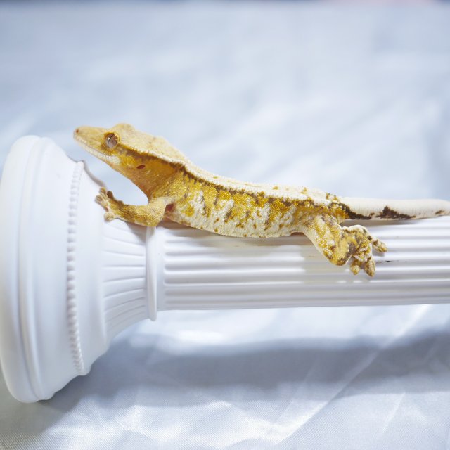 Normal Drippy Tri Tiger