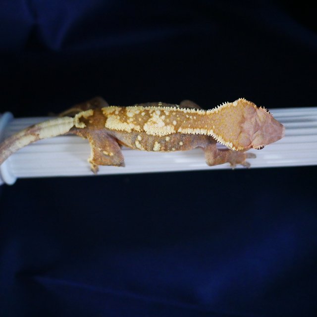 Sable Drippy White Porthole