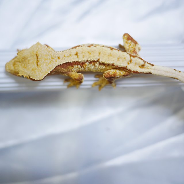 Normal Tri Drippy White Spot