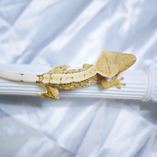 Normal Drippy Tri Tiger