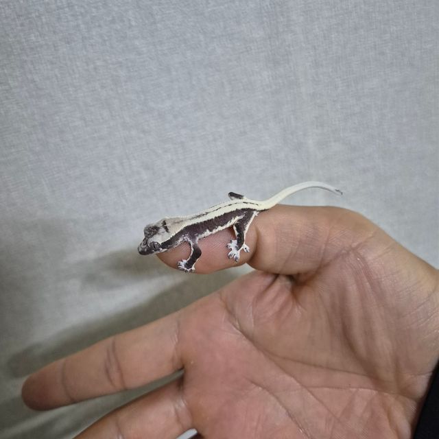 릴잔틱