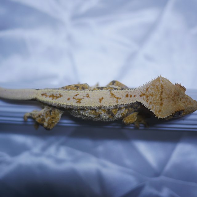 노멀 트라이 드리피