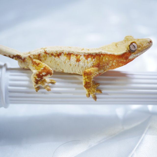 트라이 레드 노멀