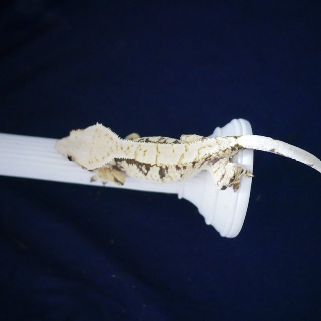 Extreme Harlequin Drippy Tri Normal White Spot