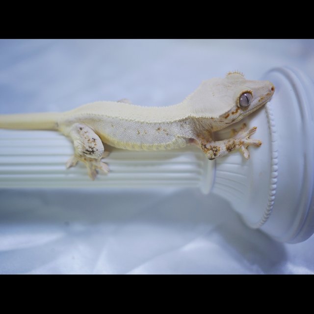 릴리화이트 릴리화이트 솔리드백 솔리드백 화이트 화이트