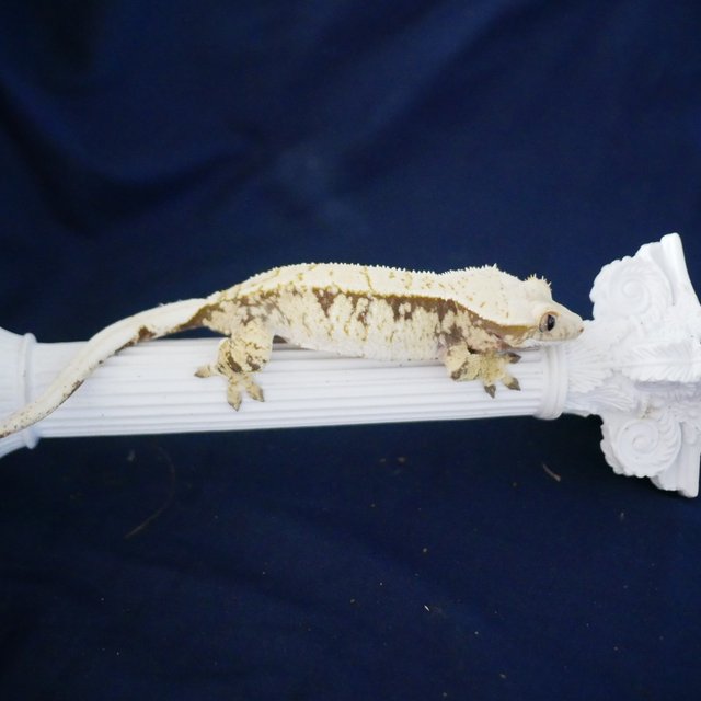 Extreme Harlequin Drippy Tri Normal White Spot