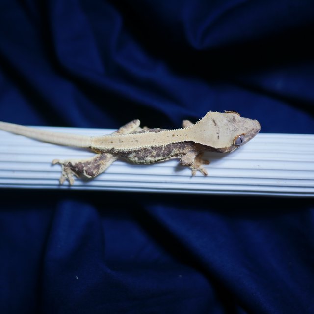 Lilly 100% Het Axanthic