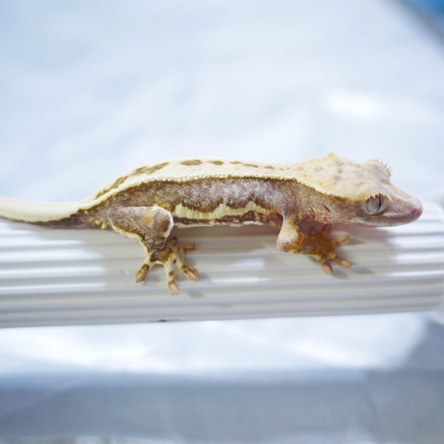 Lilly 100% Het Axanthic