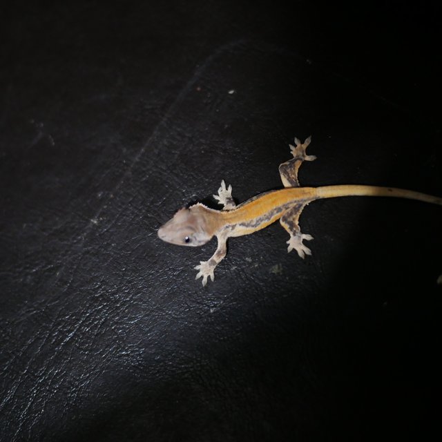 100%헷초초 릴리화이트