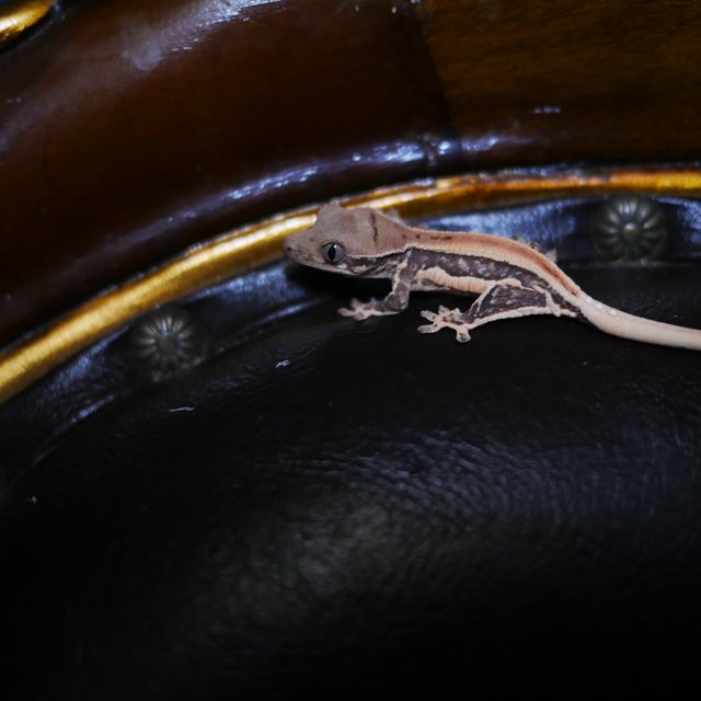 100%헷초초 릴리화이트