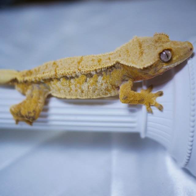 노멀 익스트림할리퀸 트라이