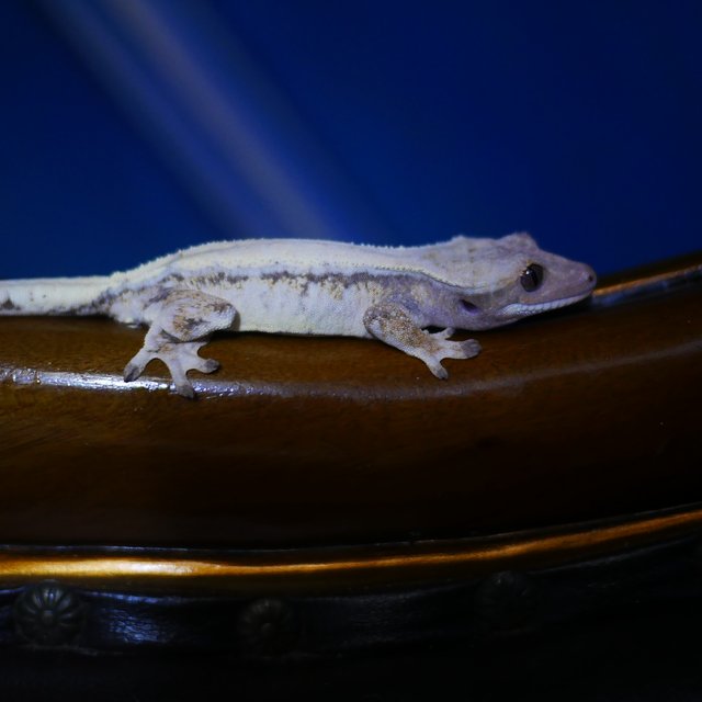 Sable Tri Drippy White Spot