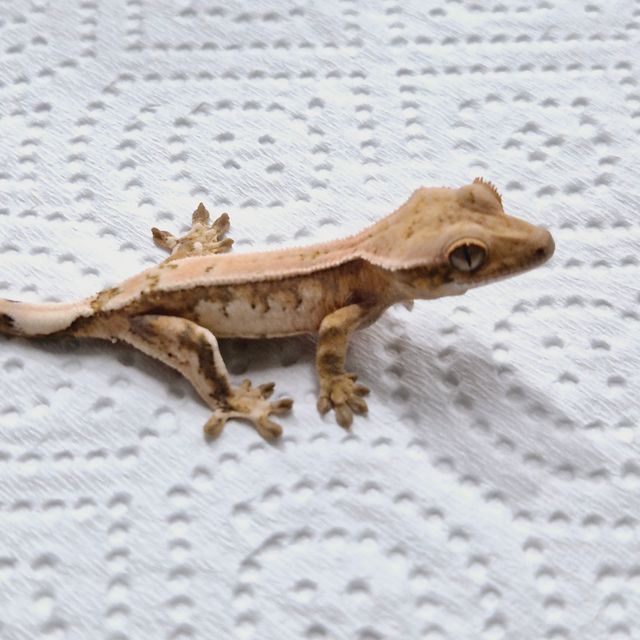 세이블