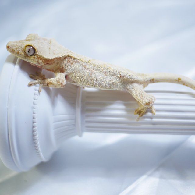 노멀 쿼드 익스트림할리퀸