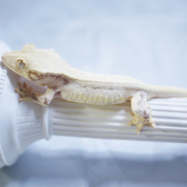 Lilly White Solid Back