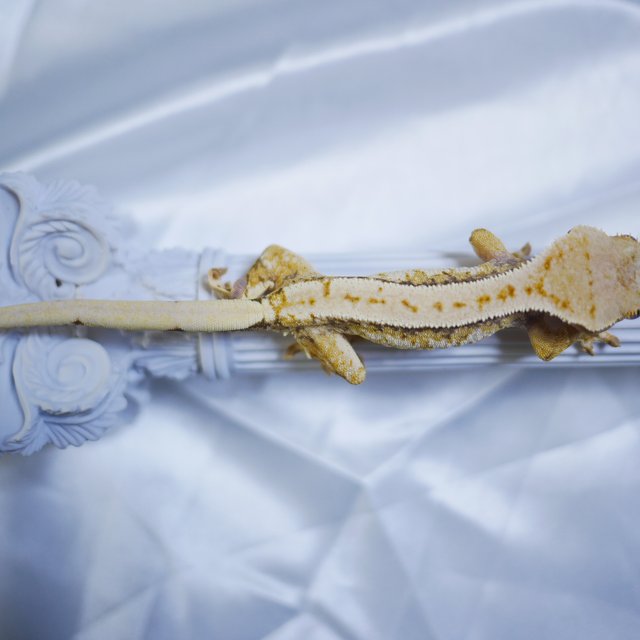 노멀 트라이 드리피