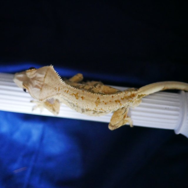 Normal Tri Extreme Harlequin