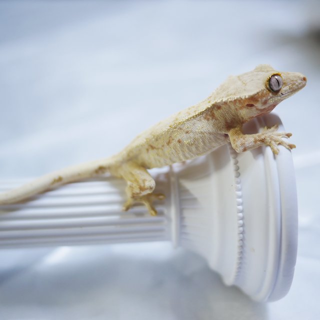 노멀 쿼드 익스트림할리퀸