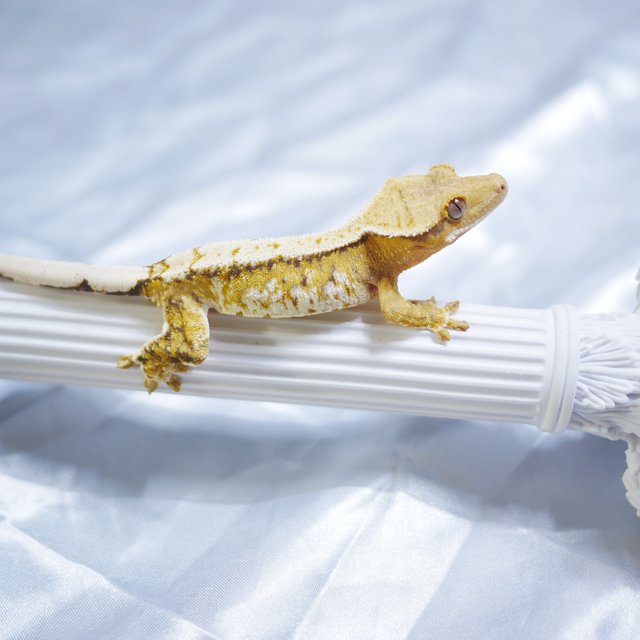 Normal Drippy Tri Tiger