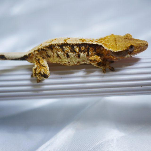 노멀 트라이 익스트림할리퀸