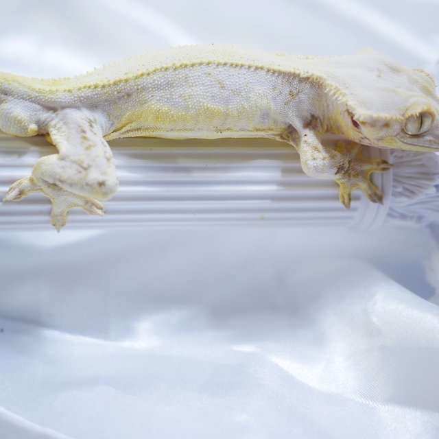 Lilly White Normal