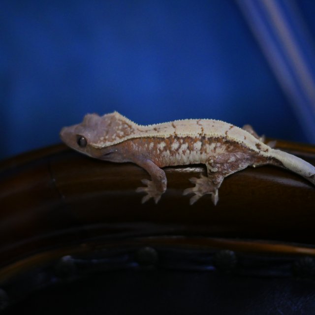 Sable Tangerine Drippy White Spot