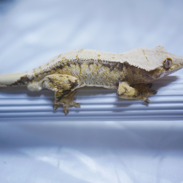 노멀 익스트림할리퀸 쿼드