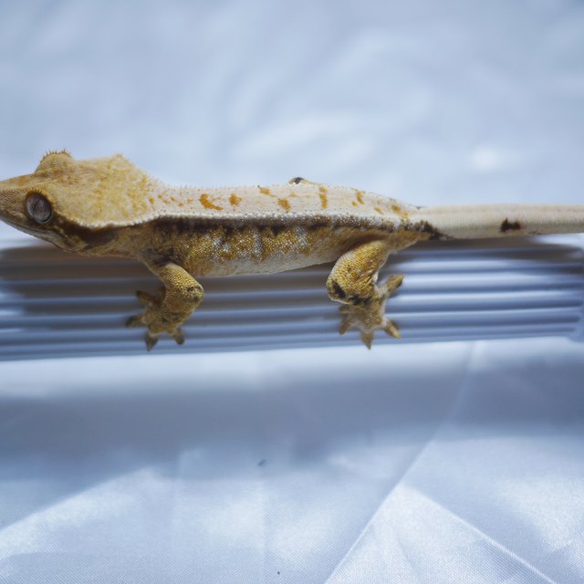 노멀 트라이 드리피