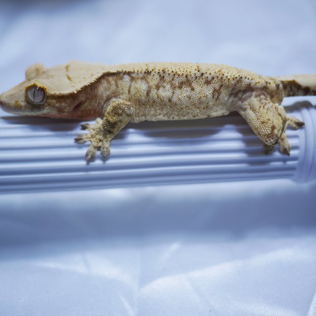 노멀 타이거 쿼드 익스트림할리퀸