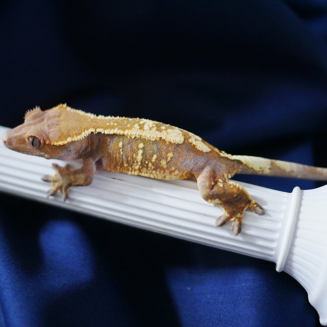 Sable Drippy White Porthole