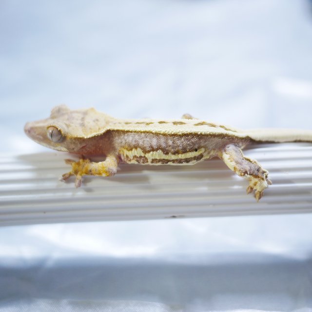 Lilly 100% Het Axanthic