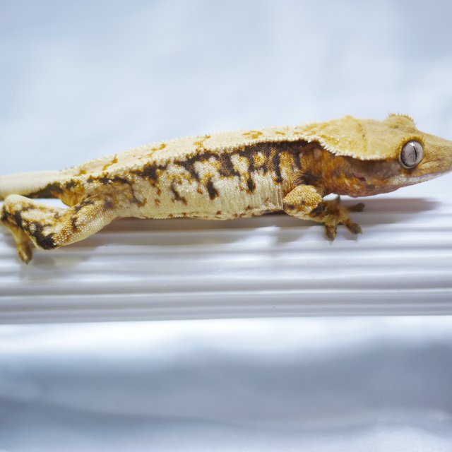 Drippy Extreme Harlequin Normal Tri