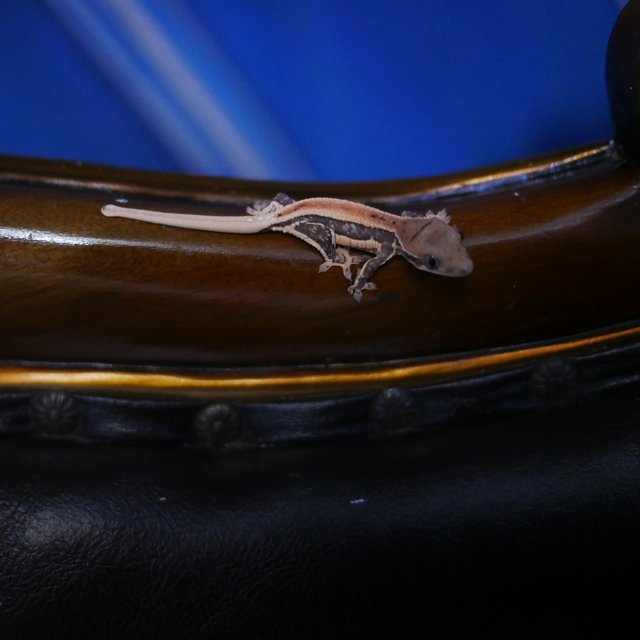 100%헷초초 릴리화이트