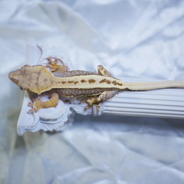 Lilly 100% Het Axanthic