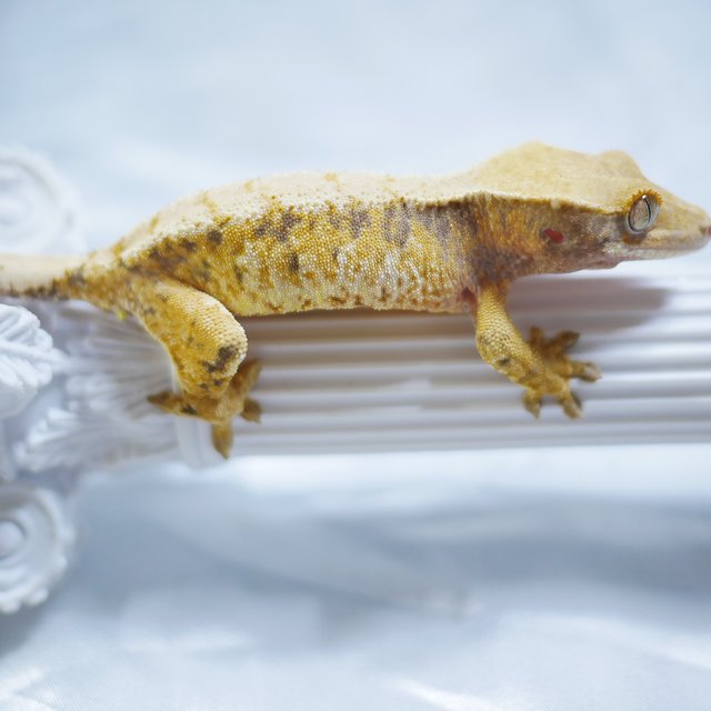 Tri Normal Extreme Harlequin