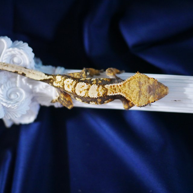 100% Het Axanthic Normal