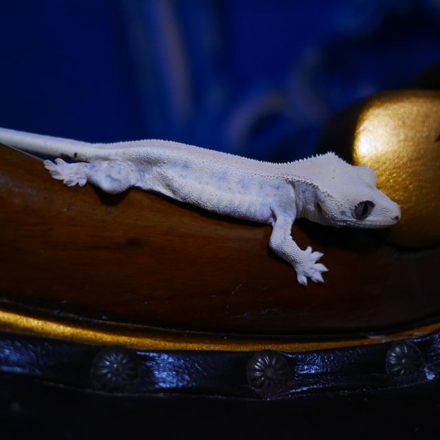 Lilly White