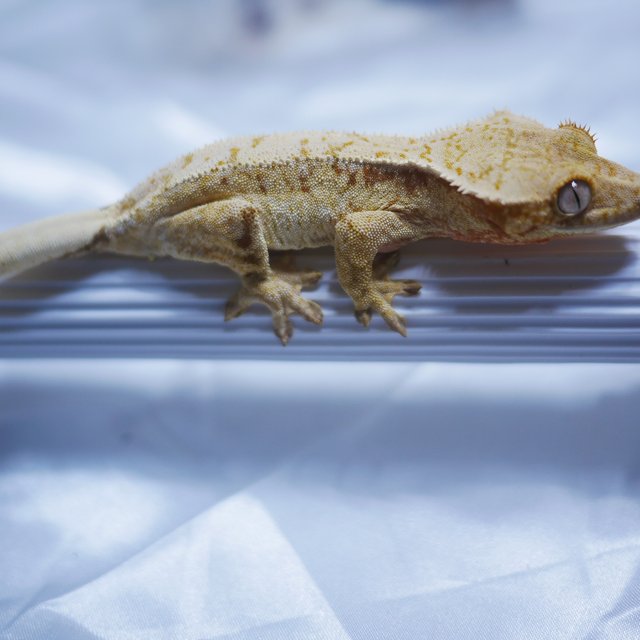 노멀 트라이 타이거