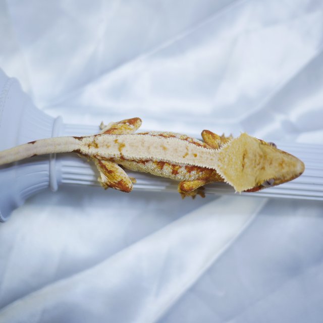 트라이 레드 노멀