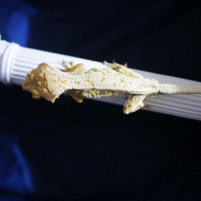 Normal Drippy Tri