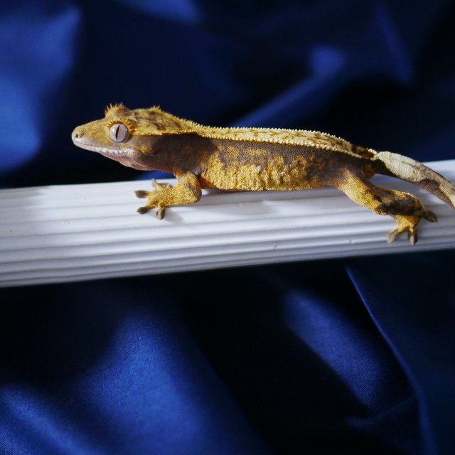 100% Het Axanthic Normal