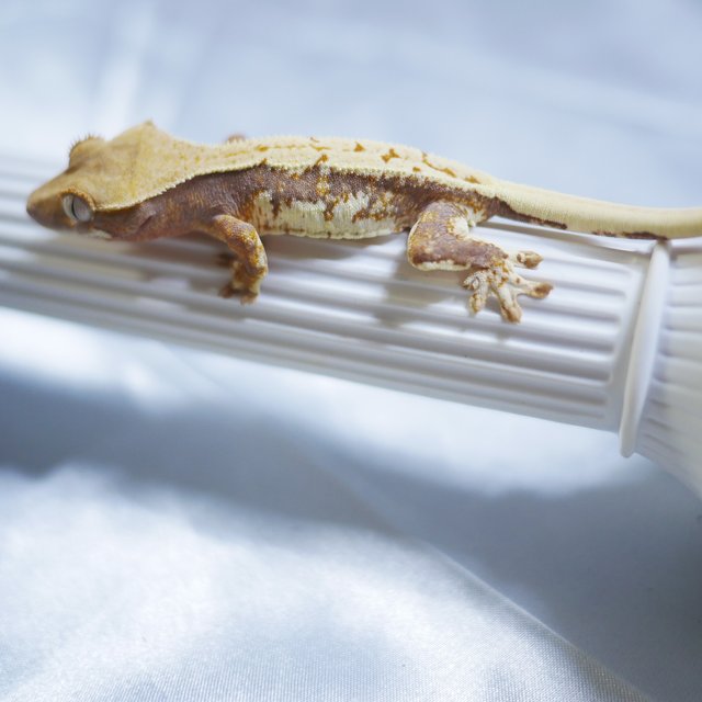 Lilly 100% Het Axanthic