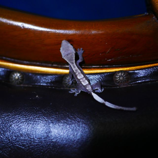 Axanthic