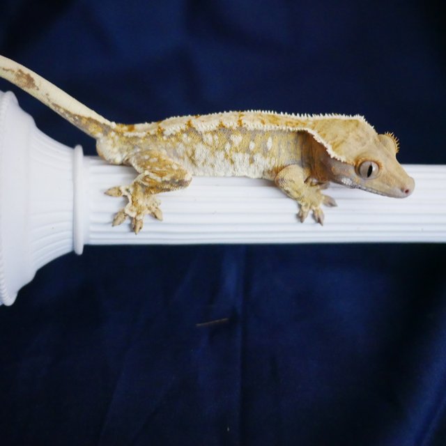 Normal Tri Extreme Harlequin